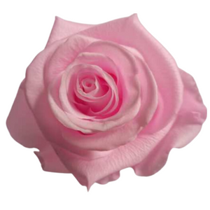 Light Pink Medium Preserved Roses (Prebook Only)