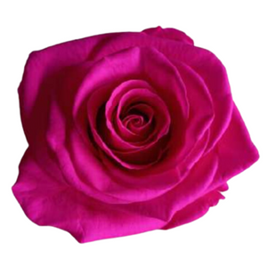 Hot Pink Medium Preserved Roses (Prebook Only)