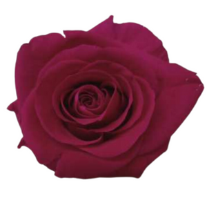 Fuchsia Medium Preserved Roses (Prebook Only)