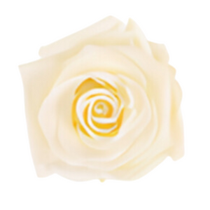 Cream Medium Preserved Roses (Prebook Only)