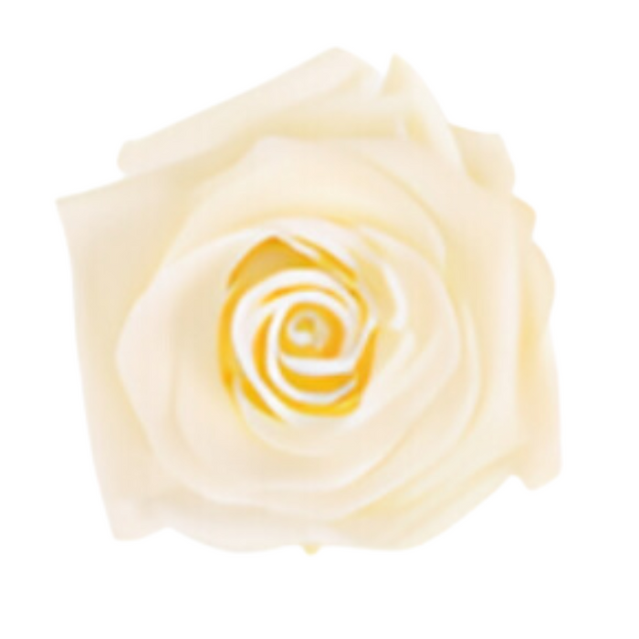 Cream Medium Preserved Roses (Prebook Only)