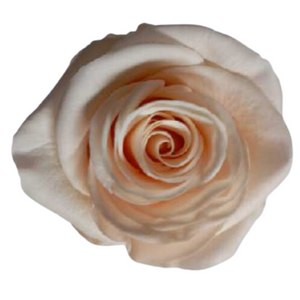 Peach Medium Preserved Roses (Prebook Only)