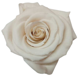 Quicksand Medium Preserved Roses (Prebook Only)