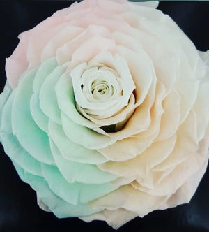 Jumbo rose: Tricolor Specialty 002 Jumbo