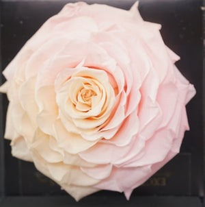 Jumbo rose: Bicolor Jumbo 001