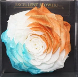 Jumbo rose: Tricolor Jumbo 002