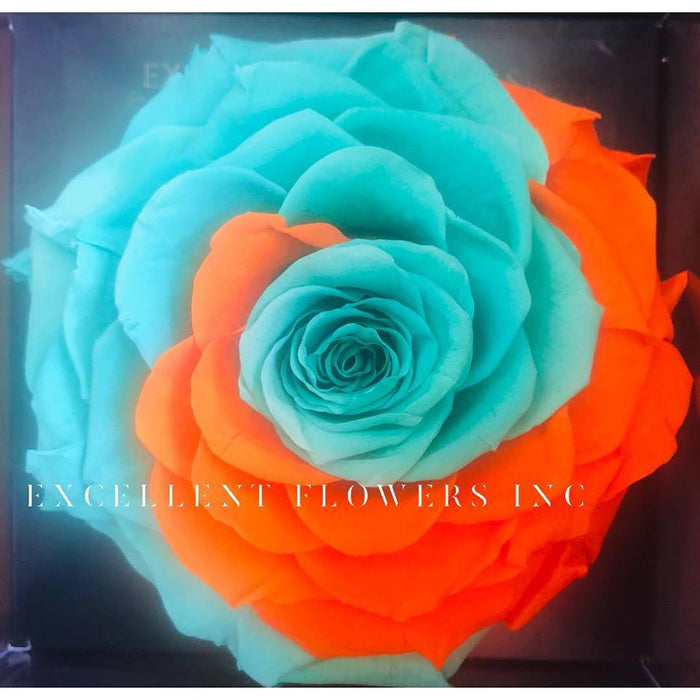 Jumbo rose: Bicolor Jumbo 003