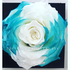 Jumbo rose: Bicolor White Tifanny Jumbo 006