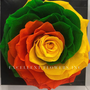 Jumbo rose: Tricolor  Jumbo 001