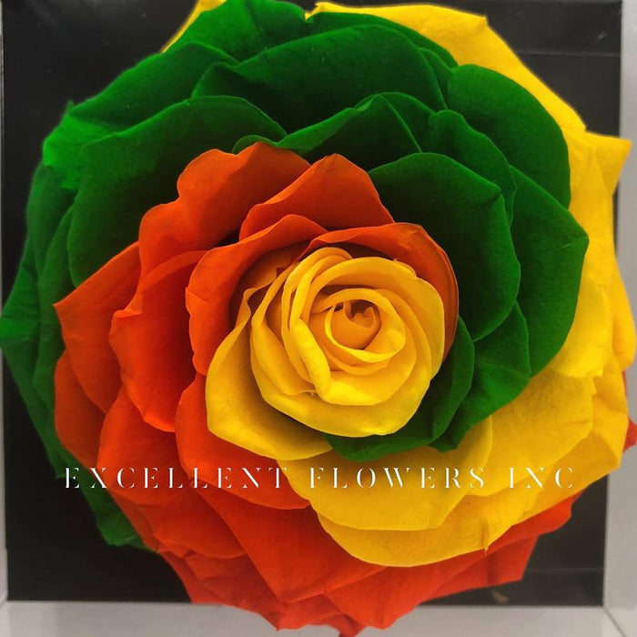 Jumbo rose: Tricolor  Jumbo 001