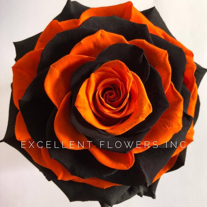 Jumbo rose: Halloween Jumbo
