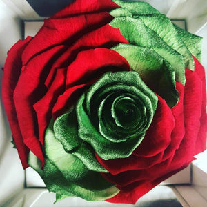 Jumbo rose: Bicolor Christmas Glimmer