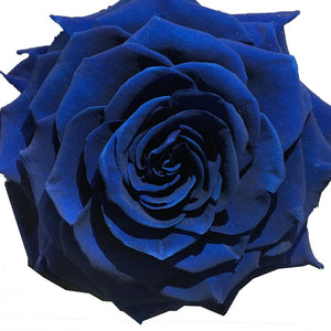 Royal Blue jumbo rose