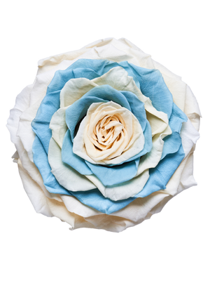 Jumbo rose: Bicolor Jumbo Baby Blue and White