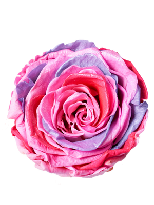 Jumbo rose: Tricolor Jumbo 013 Pearl