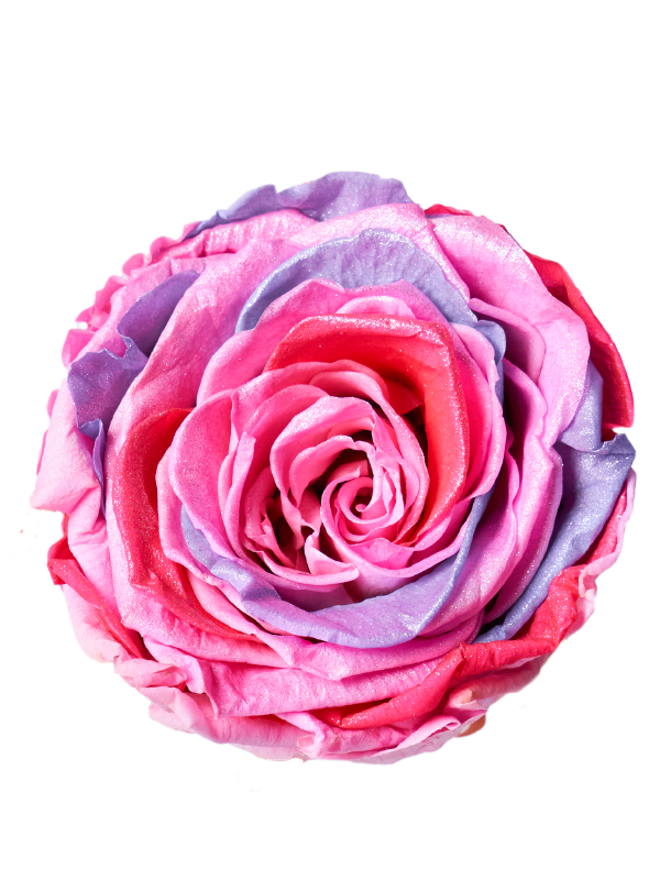 Jumbo rose: Tricolor Jumbo 013 Pearl
