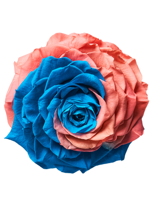 Jumbo rose: Bicolor Jumbo Turquoise and Light Pink