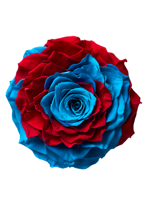 Jumbo rose: Bicolor Jumbo Blue and Red