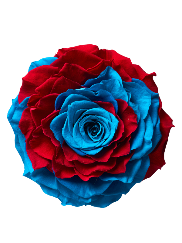 Jumbo rose: Bicolor Jumbo Blue and Red