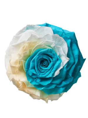 Jumbo rose: Bicolor Jumbo Tiffany and White