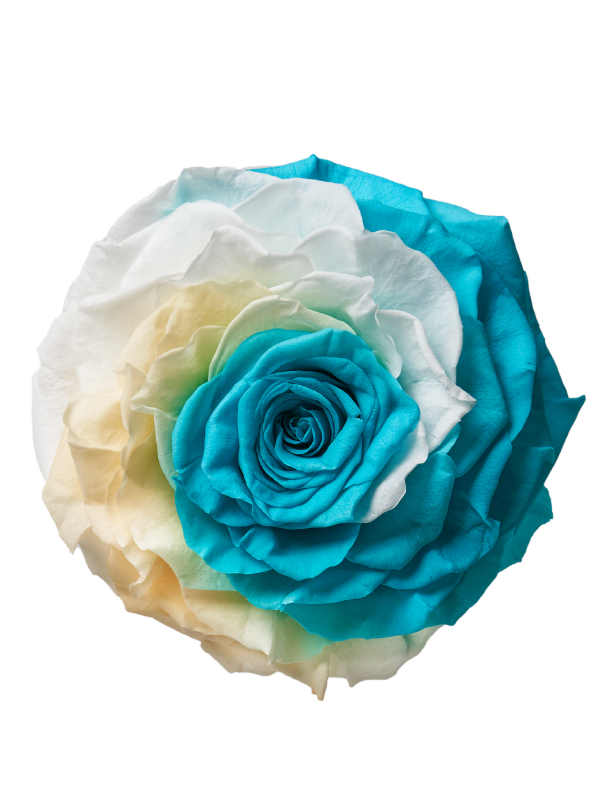 Jumbo rose: Bicolor Jumbo Tiffany and White