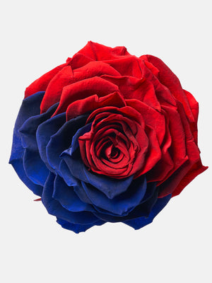 Jumbo rose: Bicolor Jumbo Blue and Red 002