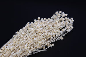Acacia off white Hand made product Wholesale preserved Roses Beautiful bunch