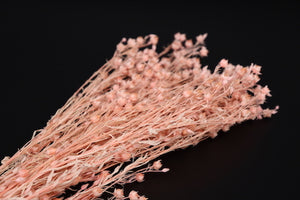 Acacia off light pink Hand made product Preserved Roses Wholesale