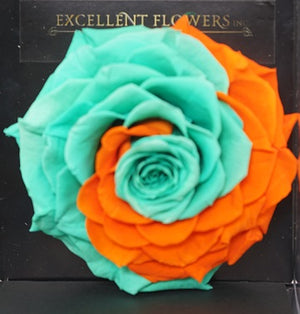 Jumbo rose: Bicolor Miami Dolphins Jumbo