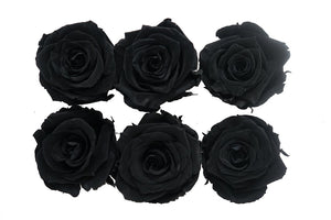 Large: Black  Night Preserved Rose  * Box of 6 Preserved Rose Heads