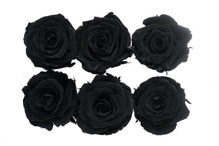 Medium: Black  Night Preserved Rose  * Box of 6 Preserved Rose Heads