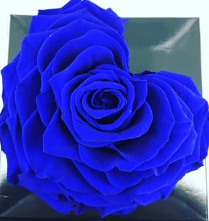 Heart rose: Royal Blue Heart Shape Jumbo