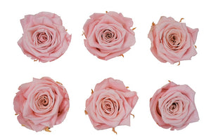 Large: Blush Pink  Preserved Rose  *Box of 6 Preserved Rose Heads