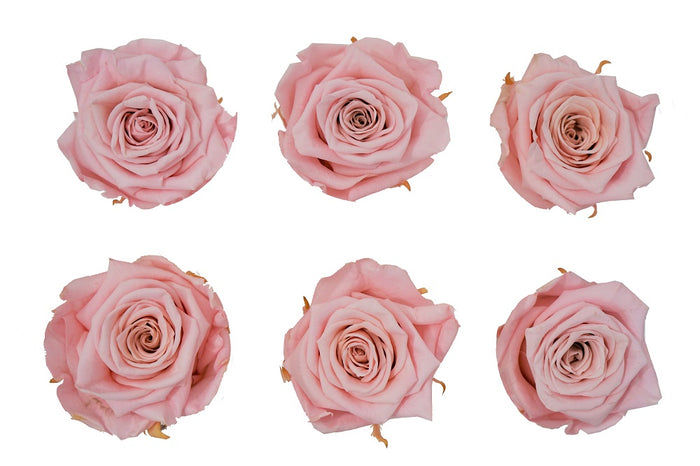 Large: Blush Pink  Preserved Rose  *Box of 6 Preserved Rose Heads