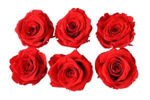 Large: Bright Red Preserved Rose   *Box of 6 Preserved Rose Heads