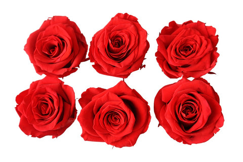 Preserved Roses Large (Ready-to-Ship)