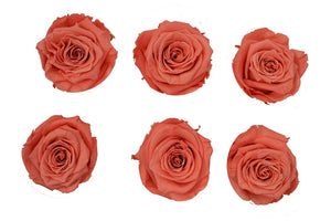 Medium: Coral  Preserved Rose * Box of 6 Preserved Rose Heads