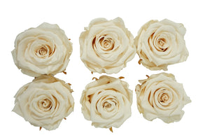 Large: Cream  Preserved Rose  *Box of 6 Preserved Rose Heads