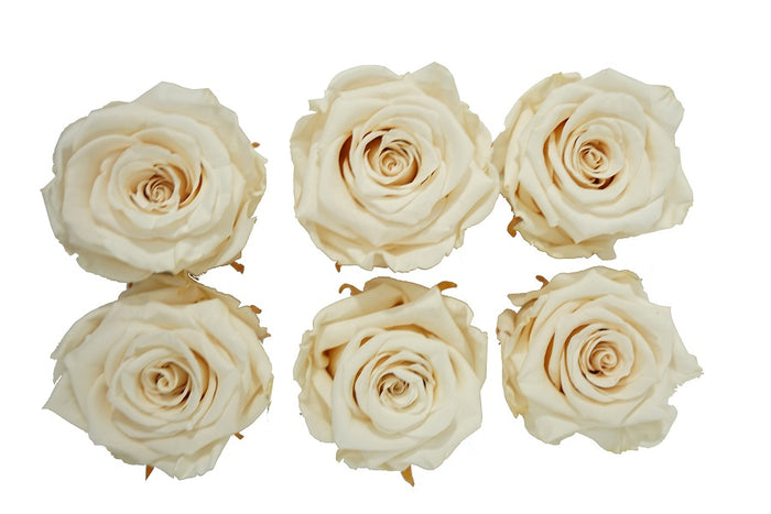 Large: Cream  Preserved Rose  *Box of 6 Preserved Rose Heads