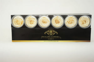 Large: Cream  Preserved Rose  *Box of 6 Preserved Rose Heads
