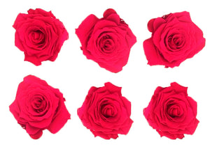 Large: Cerise Preserved Rose *Box of 6 Preserved Rose Heads