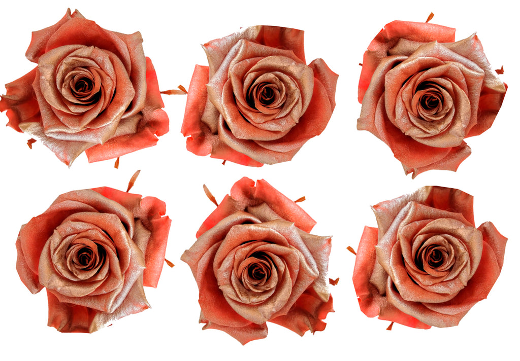Medium: Coral Pearl  Preserved Rose  *Box of 6 Preserved Rose Heads
