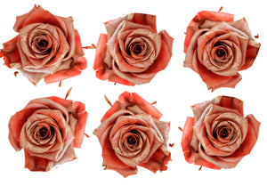 Medium: Coral Pearl  Preserved Rose  *Box of 6 Preserved Rose Heads