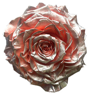 Jumbo rose: Coral Pearl Jumbo Rose