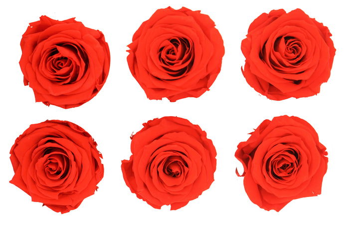 Medium: Dark Orange * Box of 6 Preserved Rose Heads