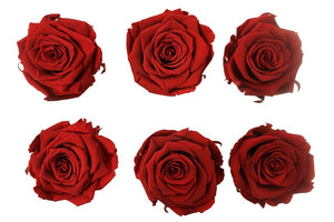 Large: Dark Red Preserved  Rose   *Box of 6 Preserved Rose Heads