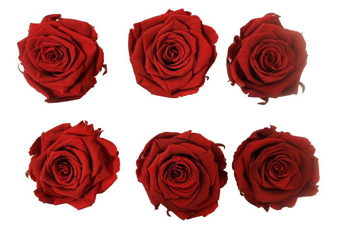 Large: Dark Red Preserved  Rose   *Box of 6 Preserved Rose Heads