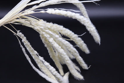 Dog tail white (Pack of 30 bunches) $ 6.40 USD Bunch