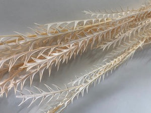 Stuff: Dragon teeth I 25 bunches pack