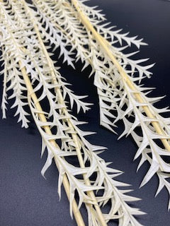 Stuff: Dragon teeth I 25 bunches pack